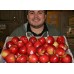 CRIPPS PINK APPLES 1KG Hawkes Bay Grown 
